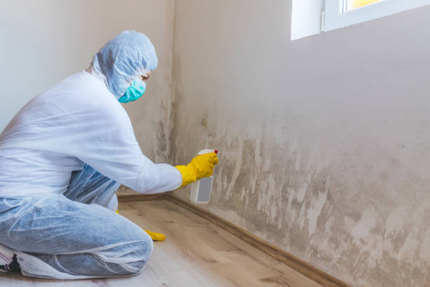 Best Emergency Mold Removal  in Teaticket, MA