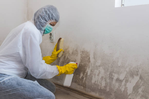 Best Certified Mold Removal  in Teaticket, MA