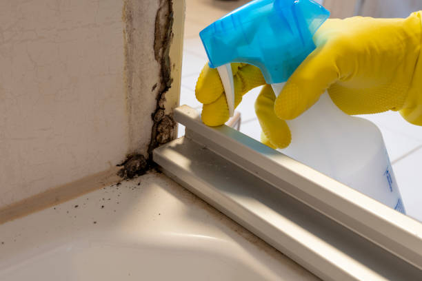 Best Office Mold Removal Services  in Teaticket, MA