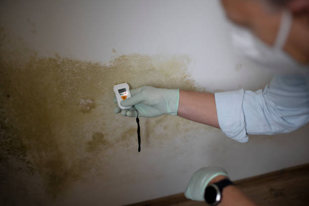 Best Crawl Space Mold Removal  in Teaticket, MA