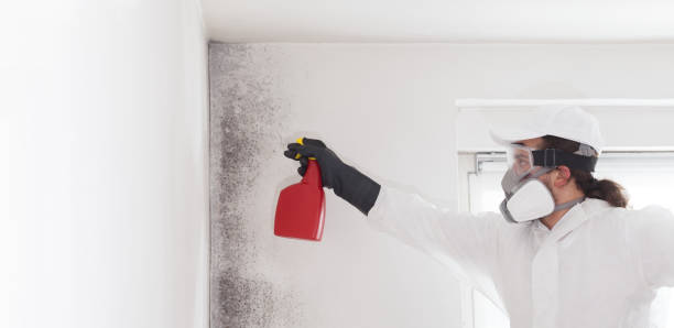 Best Best Mold Removal Companies  in Teaticket, MA