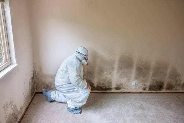 Best Mold Remediation  in Teaticket, MA