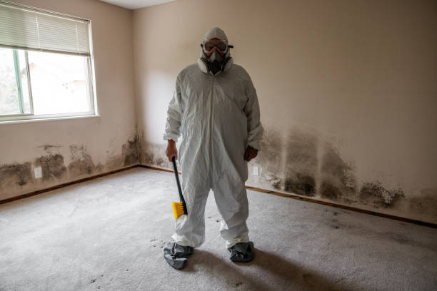 Best Mold Cleaning Services  in Teaticket, MA