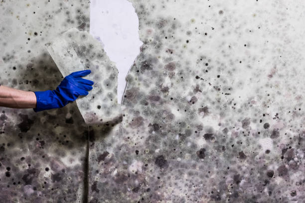 Reliable Teaticket, MA Mold Removal Solutions